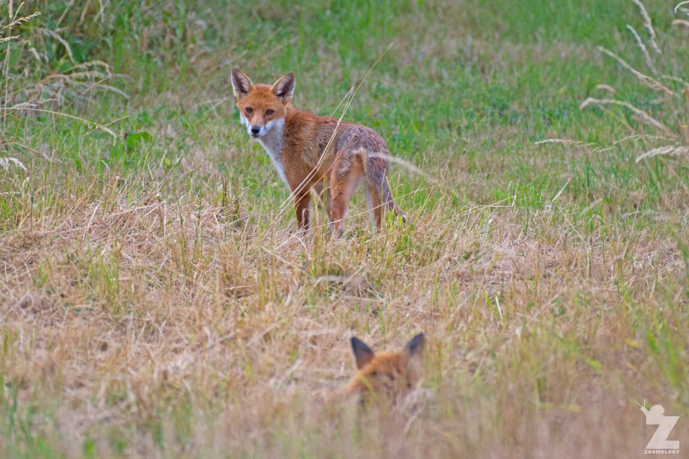 Vulpes vulpes [RED FOX] Kewstoke, England 11-07-2018 Zoomology (3).jpg