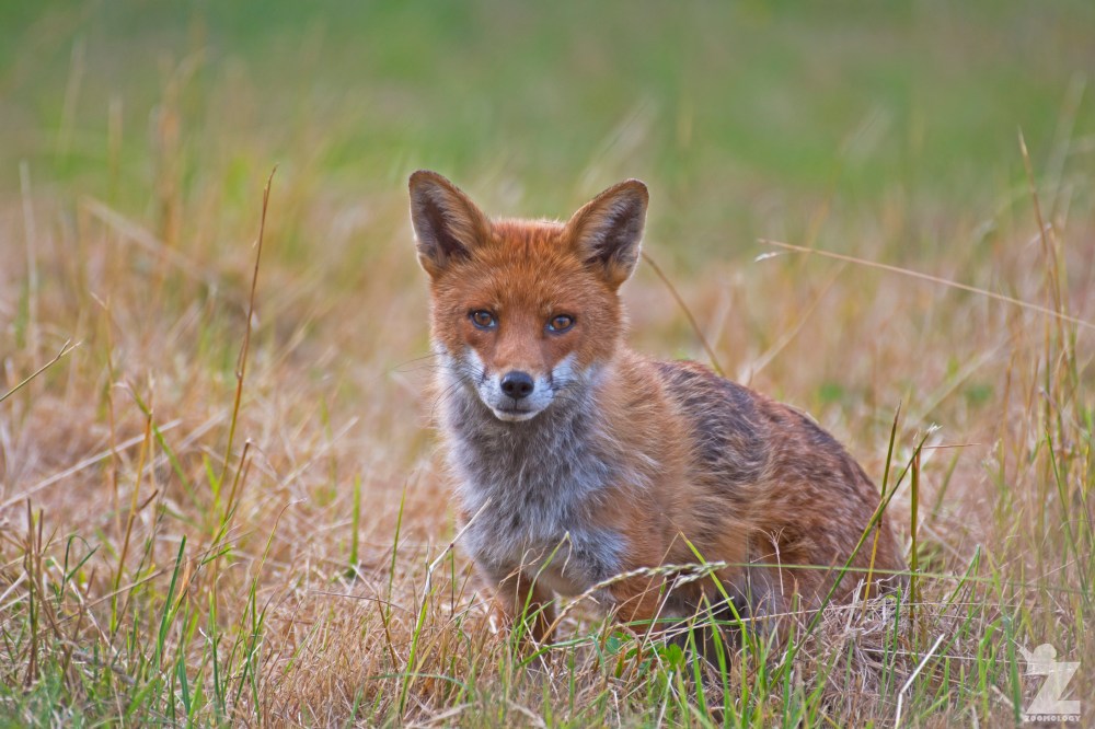 Vulpes vulpes [RED FOX] Kewstoke, England 11-07-2018 Zoomology