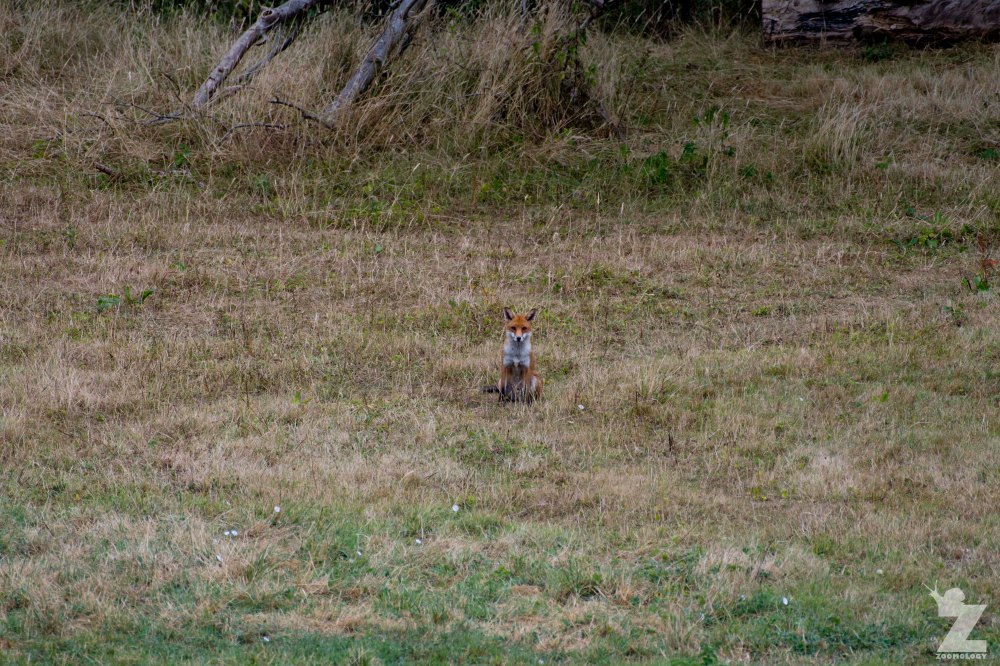 Vulpes vulpes [RED FOX] Kewstoke, England 28-07-2018 Zoomology (10).jpg