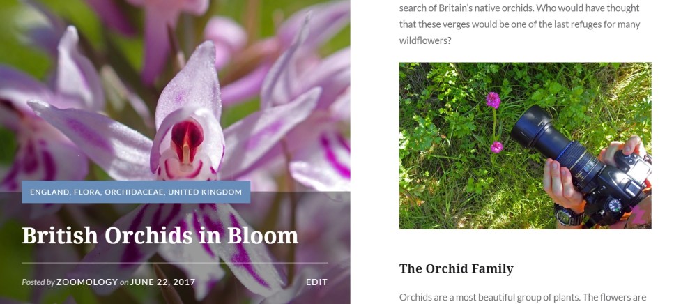 Zoomology - British Orchids in Bloom