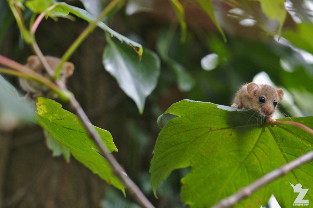 Muscardinus avellanarius [HAZEL DORMOUSE] Cleeve, England 16.09.2018 (16)