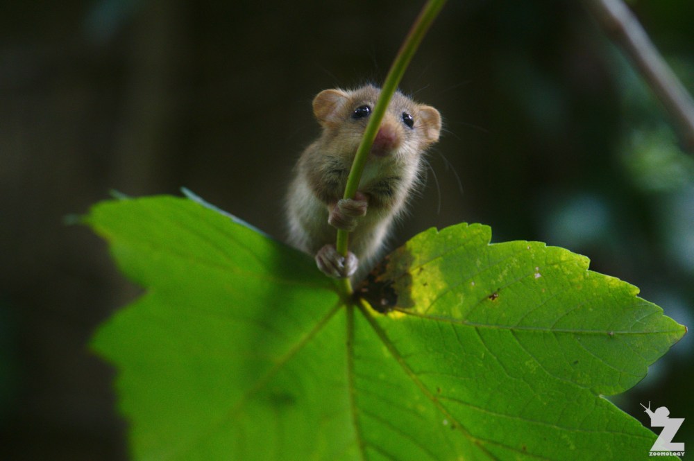 Muscardinus avellanarius [HAZEL DORMOUSE] Cleeve, England 16.09.2018 (18)