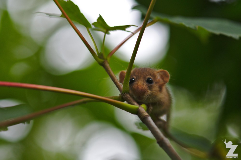 Muscardinus avellanarius [HAZEL DORMOUSE] Cleeve, England 16.09.2018 (27)