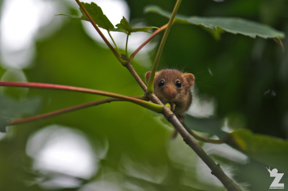 Muscardinus avellanarius [HAZEL DORMOUSE] Cleeve, England 16.09.2018 (6)