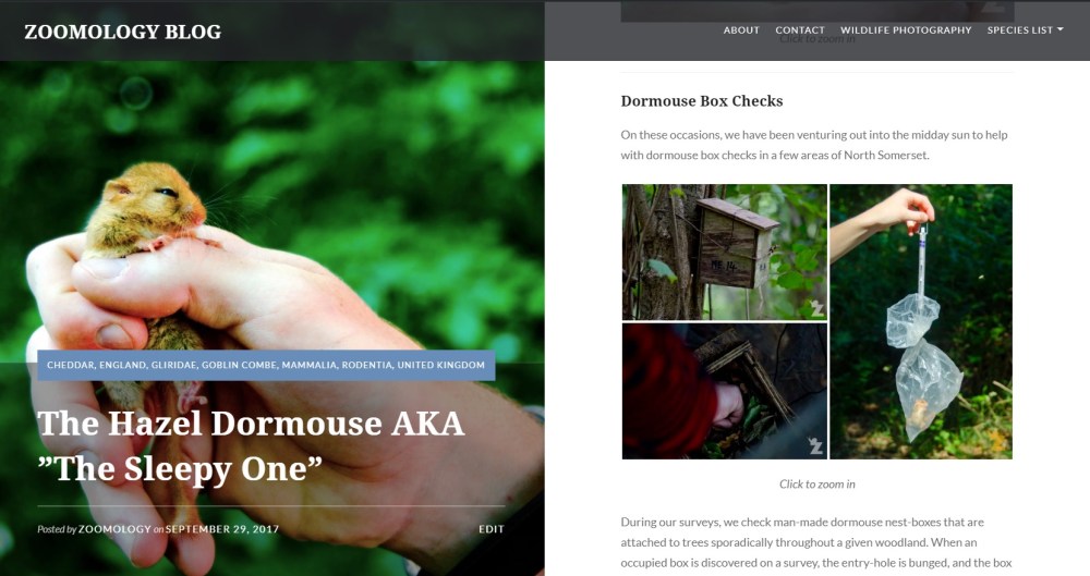 Zoomology - Hazel Dormouse AKA The Sleepy One